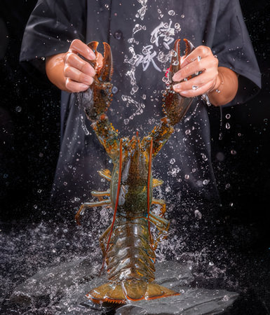 Chef holding lobster in water on black background, close-upの写真素材