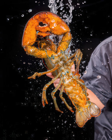 lobster in the hands of a cook on a black backgroundの写真素材