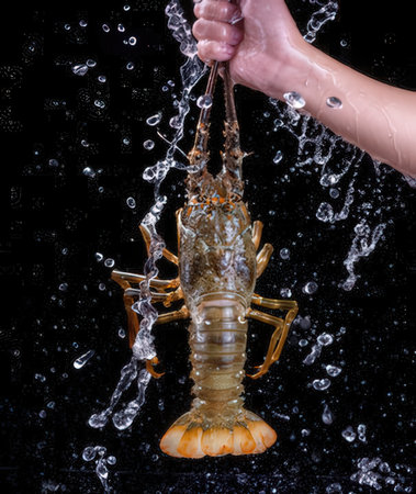 Studio photography of a lobster being held in water.の写真素材