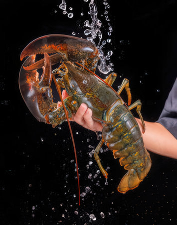 Lobster in the hands of a girl on a black backgroundの写真素材