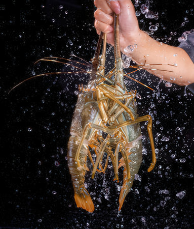 Prawns in the water on a black background.の写真素材