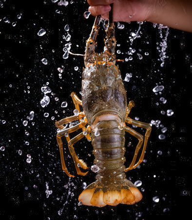 Lobster in water with splashes on a black background.の写真素材