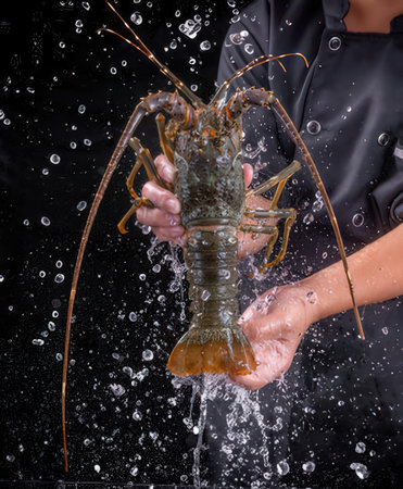 Lobster in the hands of a cook on a black background