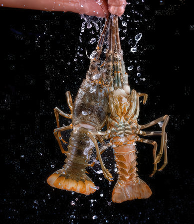 Spiny lobster in water on a black background. Shallow depth of field.の写真素材
