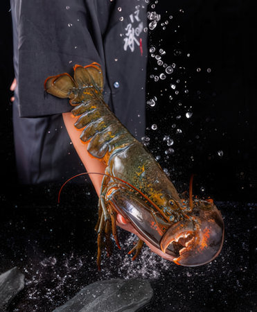 Lobster in the hands of a woman on a black backgroundの写真素材
