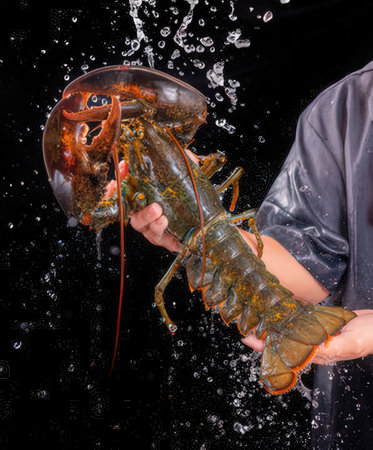 Lobster in the hands of a woman on a black backgroundの写真素材