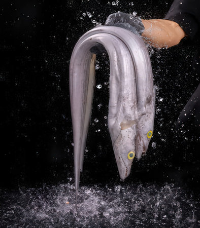 Human hand holding a fish in water on a black background. Conceptual photo.