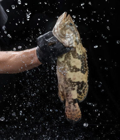 Grouper fish in the hands of a man on a black background