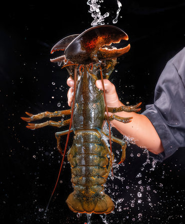 Female hand holding a lobster on a black background with water splashesの写真素材