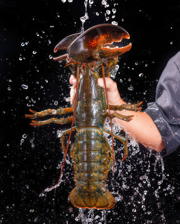 Lobster on a black background with splashes of waterの写真素材