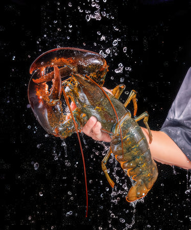 Lobster in water on a black background. Studio shot.の写真素材