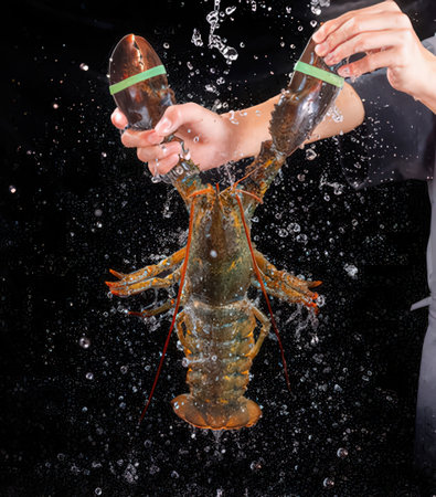 Lobster in the hands of a cook on a black backgroundの写真素材