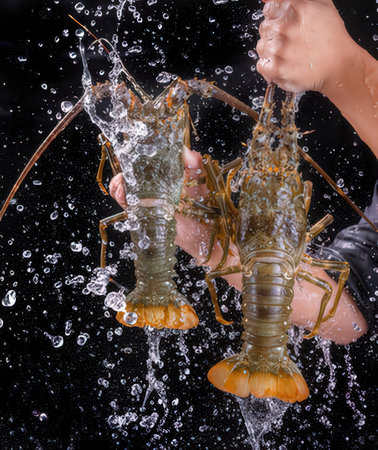 Lobster in hands on a black background with splashes of waterの写真素材