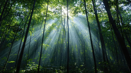 Morning in the forest, sunbeams through the branches of treesの素材