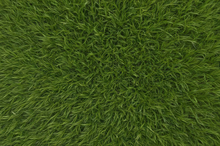 Green grass texture background. Top view of green grass texture background.の写真素材