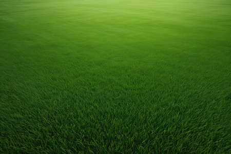 Green grass field texture background. Top view of green grass field.
