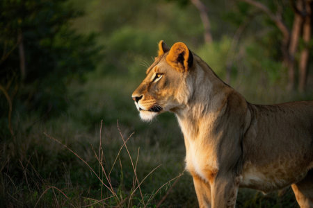 Lioness in the Moremi Game Reserve (Okavango River Delta), National Park, Botswanaの素材