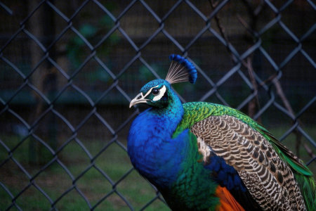 Peacock in a cage at the zoo. Beautiful peacock.の素材