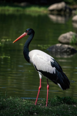 The Black Stork, Ciconia nigra is a large bird in the stork family Ciconiidaeの素材