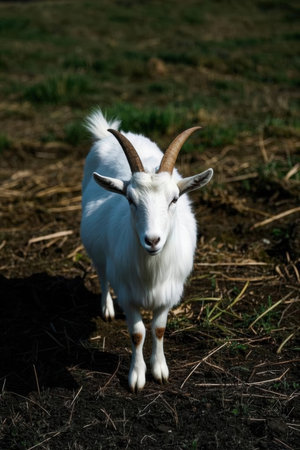 White goat with long horns on a green meadow in the villageの素材
