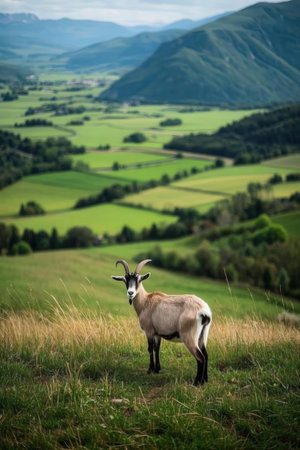 Mountain goat in the green meadow. Beautiful summer landscape.の素材