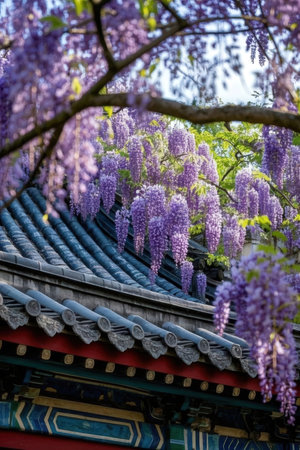 Wisteria flowers blooming on the roof of the temple.の素材