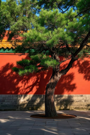 Beautiful green pine tree in front of a red wall in Chinaの素材