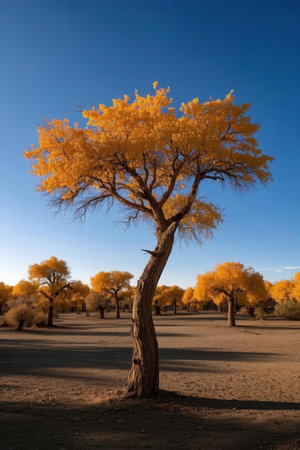 Autumn landscape with a tree in the desert of Namibia.の素材