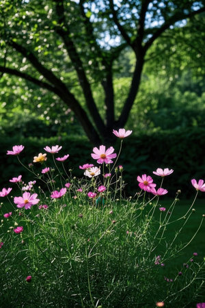 Cosmos flowers in the garden with green leaves and tree background.の素材