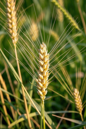 Closeup of wheat ears in the field, shallow depth of fieldの素材