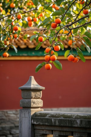 Persimmon tree in the garden of Forbidden City, Beijing, Chinaの素材