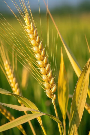 golden ears of wheat on a background of the field. macroの素材