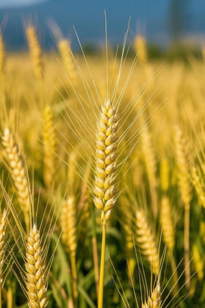 Closeup of wheat ears in a field on a sunny day.の素材