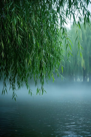 Willow trees in a foggy morning at a lake in springの素材