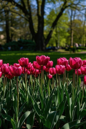 Tulips. Beautiful bouquet of tulips. colorful tulips. tulips in spring,colourful tulipの素材