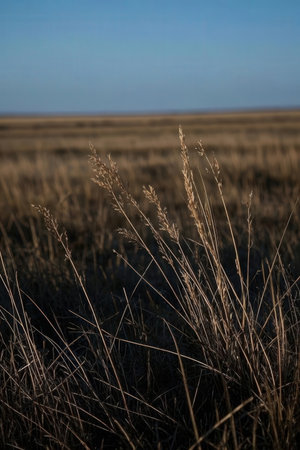 dry grass in the field with blue sky background, shallow depth of fieldの素材