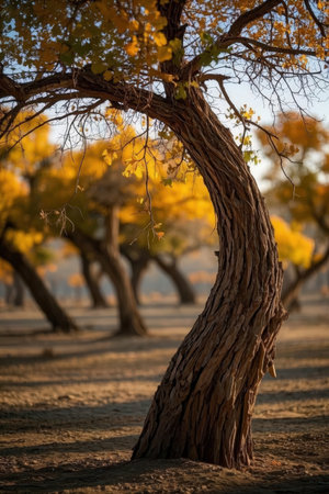Ginkgo trees at sunset, in the fall, in Arizona.の素材