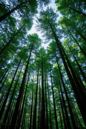 Pine trees in the forest at Taipei,Taiwan.の素材