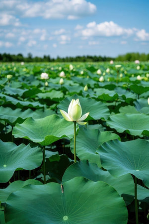 Lotus flower and Lotus flower plants in the pond, Thailand.の素材