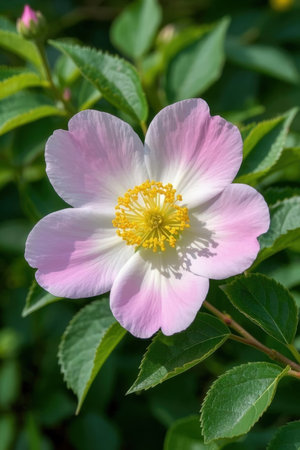 Flower of a dogrose (Rosa canina) in bloomの素材