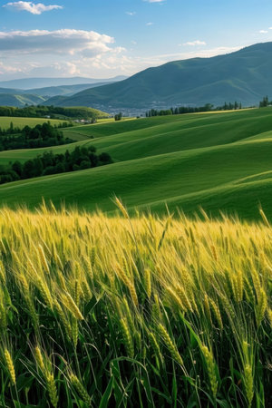 Wheat field in Val d'Orcia, Tuscany, Italyの素材