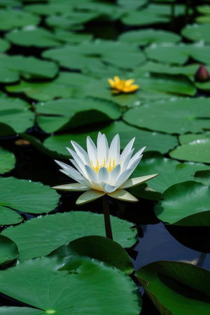 White water lily on a pond with lotus leaves.の素材