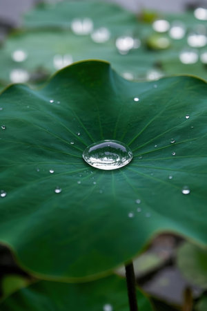 Water drop on lotus leaf. Water drop on lotus leaf.の素材