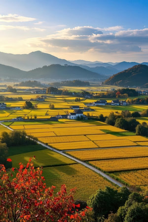 Autumn landscape with yellow rice fields and mountains in south koreaの素材