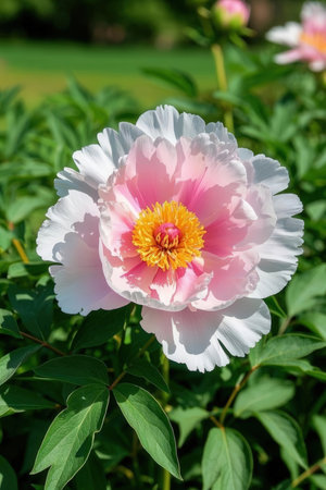 Peony flower on a background of green leaves in the garden.の素材