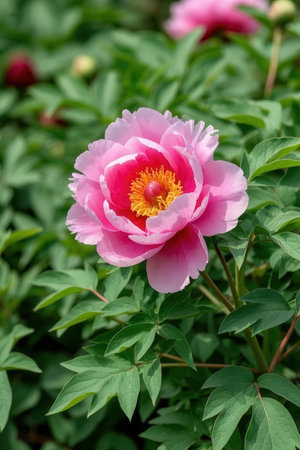 pink peony flower in the garden on green leaves background.の素材
