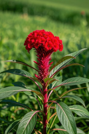 Celosia argentea or Red Cockscomb flower in gardenの素材