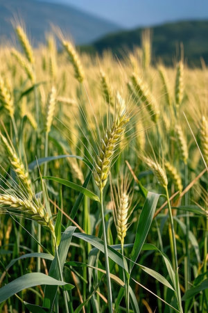 Close up of the ears of wheat in the field, shallow depth of fieldの素材
