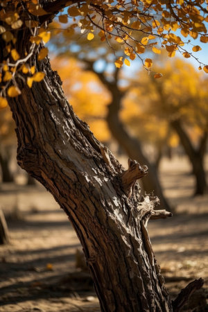 Autumn landscape with yellow trees in the forest. Selective focusの素材