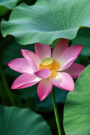 Lotus flower blooming in the summer pond with green leaves.の素材